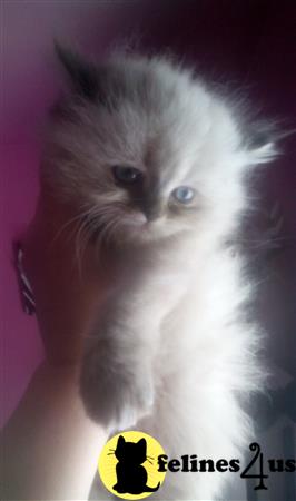 kelleb Picture 2